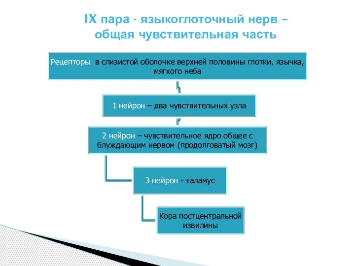 IX пара - языкоглоточный нерв – общая чувствительная часть