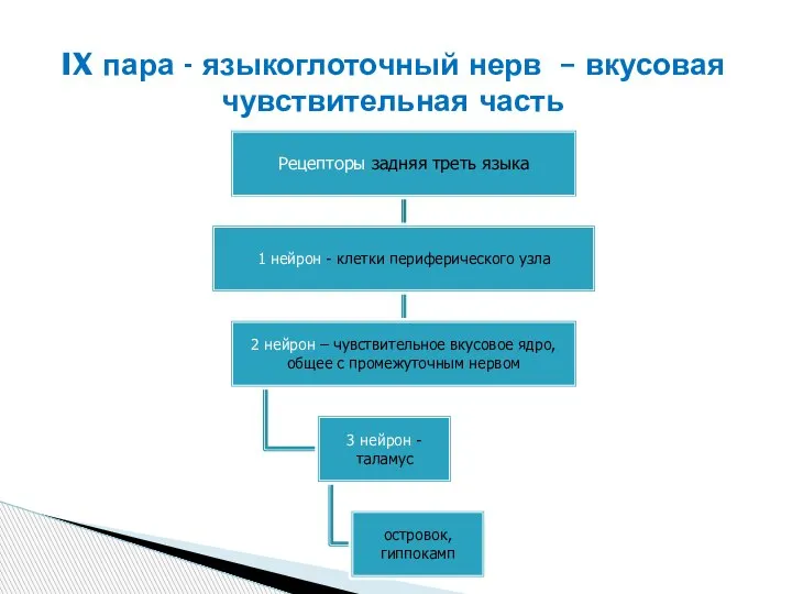 IX пара - языкоглоточный нерв – вкусовая чувствительная часть