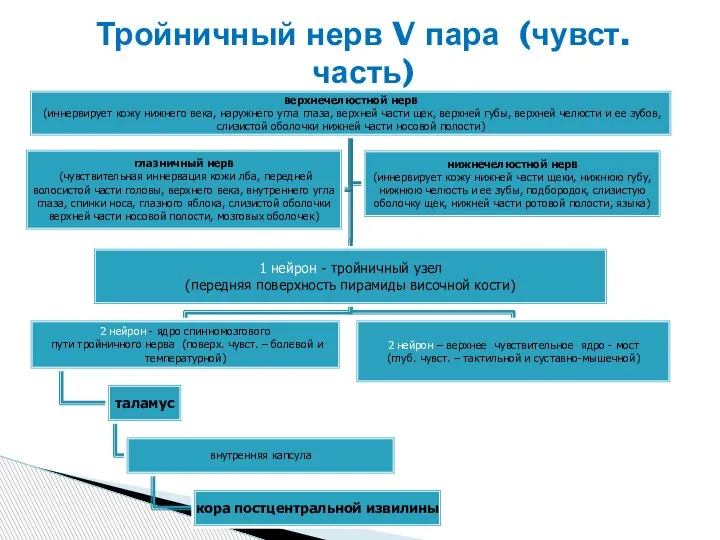 Тройничный нерв V пара (чувст.часть)