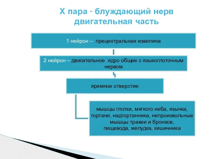 Х пара - блуждающий нерв двигательная часть