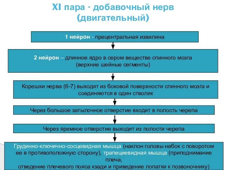 XI пара - добавочный нерв (двигательный) 1 нейрон - прецентральная извилина 2