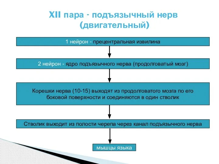 XII пара - подъязычный нерв (двигательный) 1 нейрон - прецентральная извилина 2