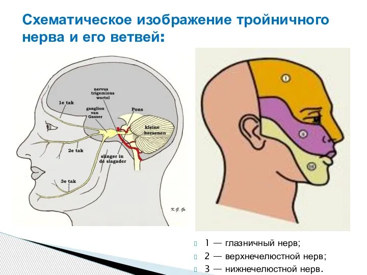 Схематическое изображение тройничного нерва и его ветвей: 1 — глазничный нерв; 2