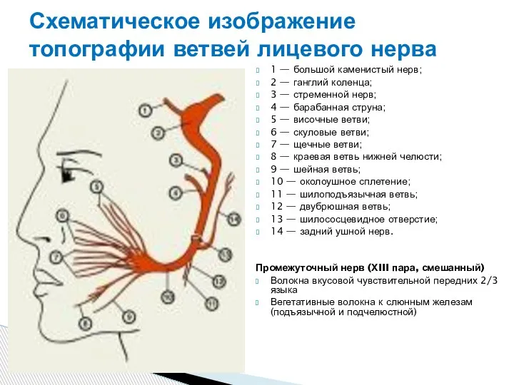 Схематическое изображение топографии ветвей лицевого нерва 1 — большой каменистый нерв; 2