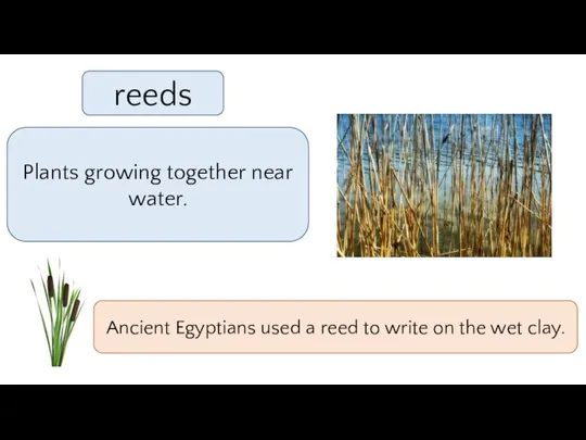 Plants growing together near water. reeds Ancient Egyptians used a reed to