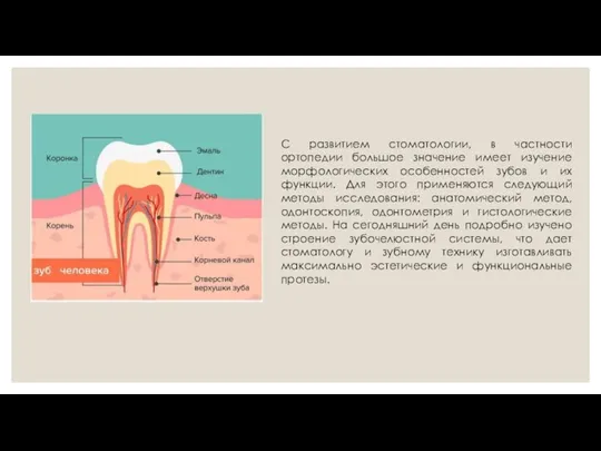 С развитием стоматологии, в частности ортопедии большое значение имеет изучение морфологических особенностей