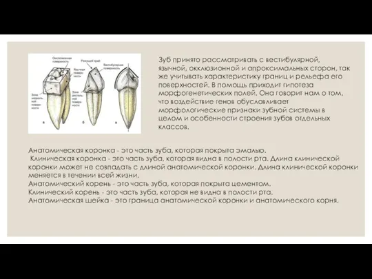 Зуб принято рассматривать с вестибулярной, язычной, окклюзионной и апроксимальных сторон, так же