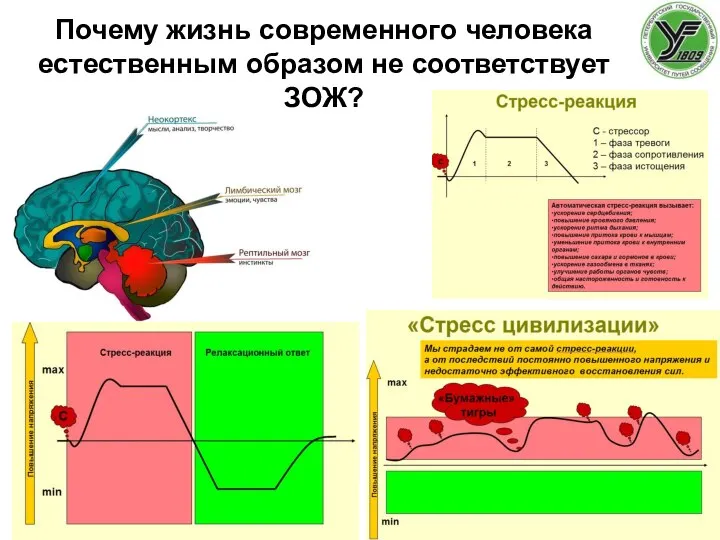 Почему жизнь современного человека естественным образом не соответствует ЗОЖ?