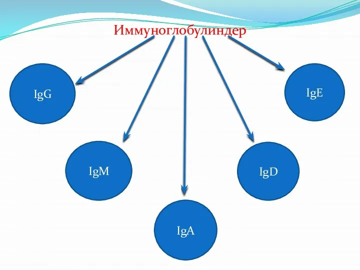 Иммуноглобулиндер IgG IgM IgA IgE IgD