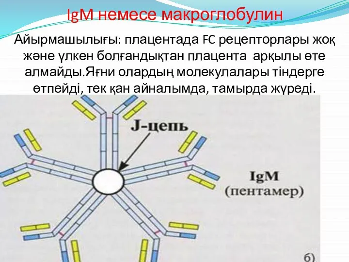 IgM немесе макроглобулин Айырмашылығы: плацентада FC рецепторлары жоқ және үлкен болғандықтан плацента