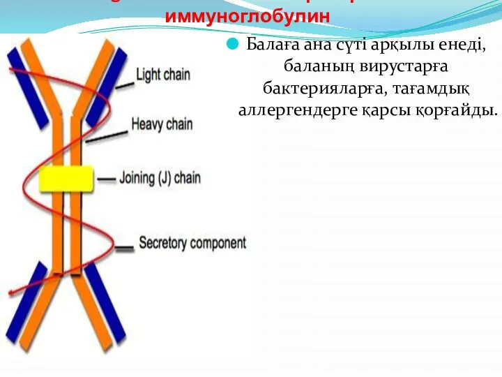 IgA немесе негізгі секреторлы иммуноглобулин Балаға ана сүті арқылы енеді, баланың вирустарға