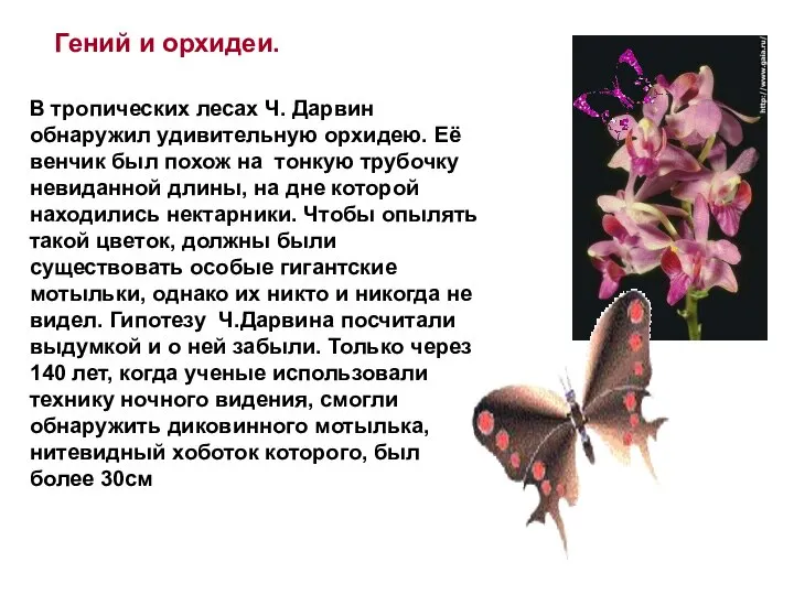 Гений и орхидеи. В тропических лесах Ч. Дарвин обнаружил удивительную орхидею. Её