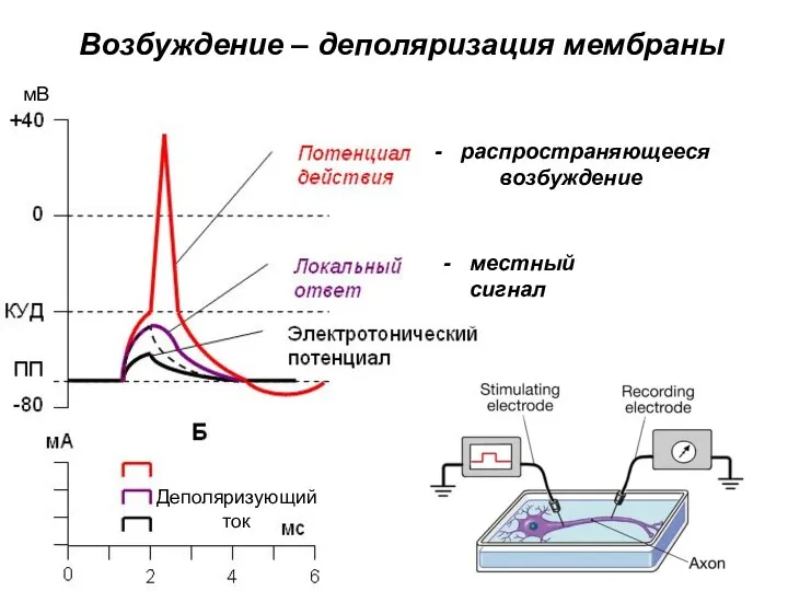 Возбуждение – деполяризация мембраны Деполяризующий ток мВ распространяющееся возбуждение местный сигнал