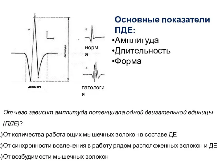 От чего зависит амплитуда потенциала одной двигательной единицы (ПДЕ)? От количества работающих