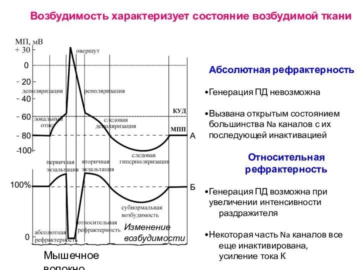 Возбудимость характеризует состояние возбудимой ткани Мышечное волокно Изменение возбудимости Абсолютная рефрактерность Генерация
