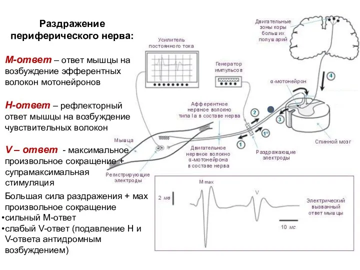 Раздражение периферического нерва: М-ответ – ответ мышцы на возбуждение эфферентных волокон мотонейронов