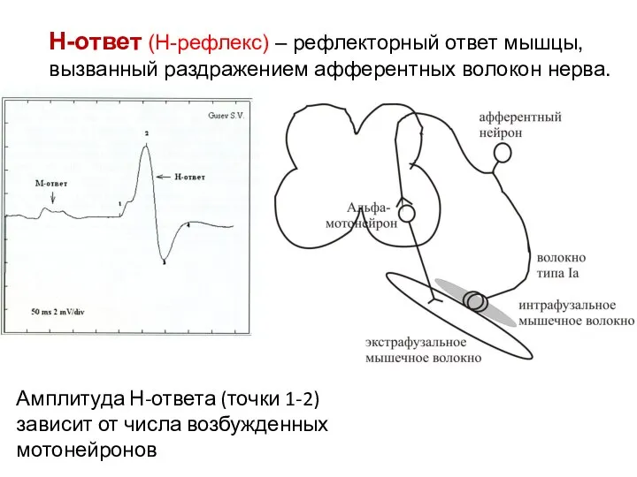 Н-ответ (Н-рефлекс) – рефлекторный ответ мышцы, вызванный раздражением афферентных волокон нерва. Амплитуда