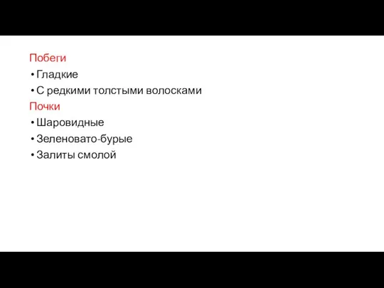 Побеги Гладкие С редкими толстыми волосками Почки Шаровидные Зеленовато-бурые Залиты смолой