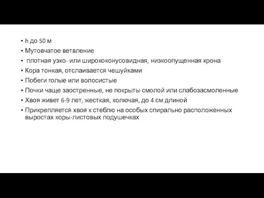 h до 50 м Мутовчатое ветвление плотная узко- или ширококонусовидная, низкоопущенная крона