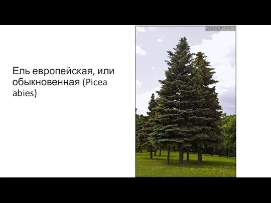 Ель европейская, или обыкновенная (Picea abies)