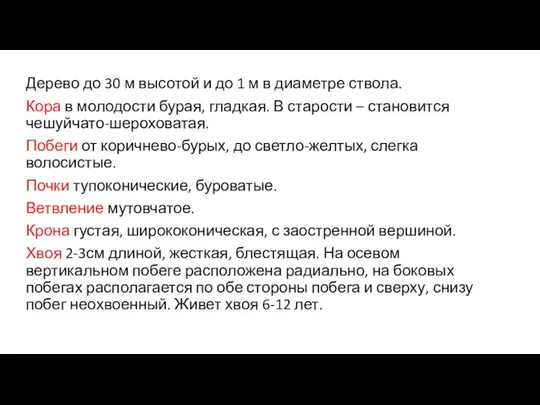 Дерево до 30 м высотой и до 1 м в диаметре ствола.