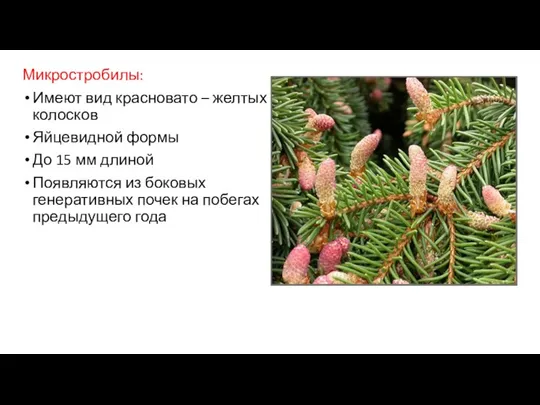 Микростробилы: Имеют вид красновато – желтых колосков Яйцевидной формы До 15 мм