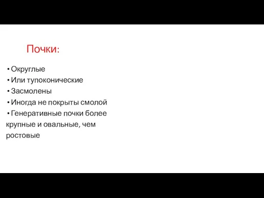 Почки: Округлые Или тупоконические Засмолены Иногда не покрыты смолой Генеративные почки более