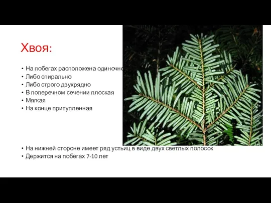 Хвоя: На побегах расположена одиночно Либо спирально Либо строго двухрядно В поперечном