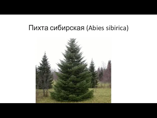 Пихта сибирская (Abies sibirica)