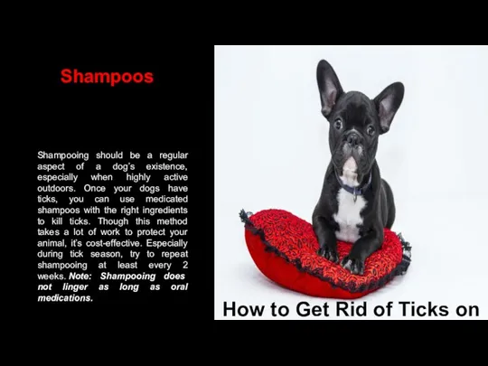 Shampooing should be a regular aspect of a dog’s existence, especially when