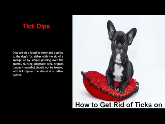 Dips are oft diluted in water and applied to the dog’s fur,