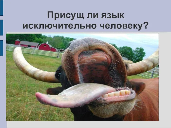 Присущ ли язык исключительно человеку?