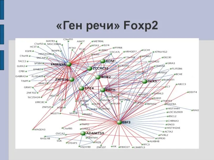 «Ген речи» Foxp2