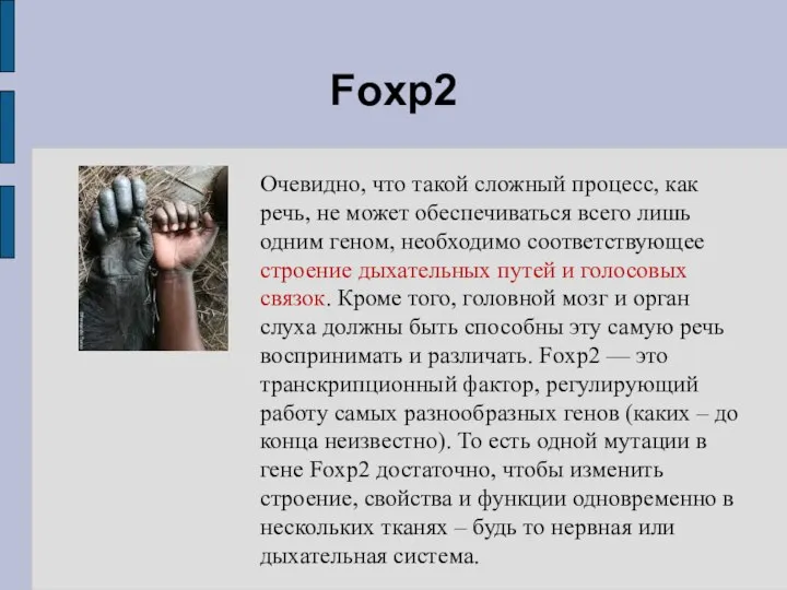 Foxp2 Очевидно, что такой сложный процесс, как речь, не может обеспечиваться всего