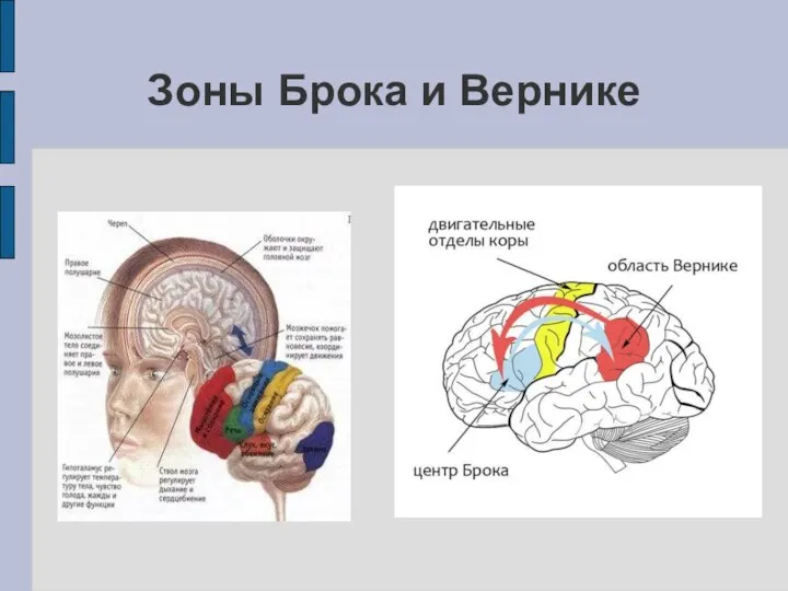 Зоны Брока и Вернике