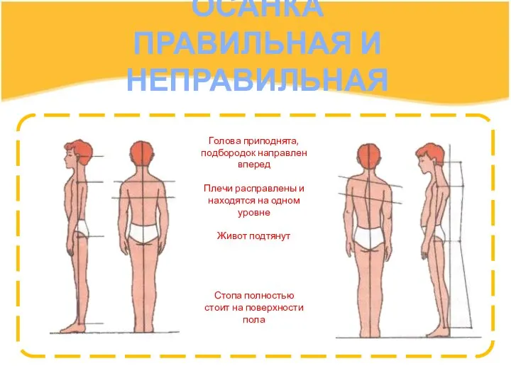 ОСАНКА ПРАВИЛЬНАЯ И НЕПРАВИЛЬНАЯ Голова приподнята, подбородок направлен вперед Плечи расправлены и