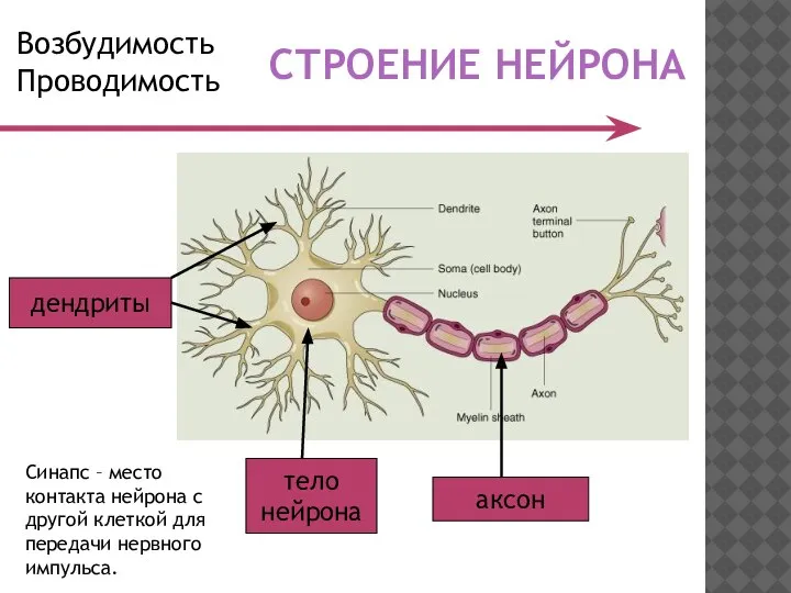 СТРОЕНИЕ НЕЙРОНА дендриты тело нейрона аксон Синапс – место контакта нейрона с