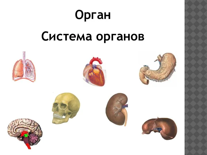 Орган Система органов