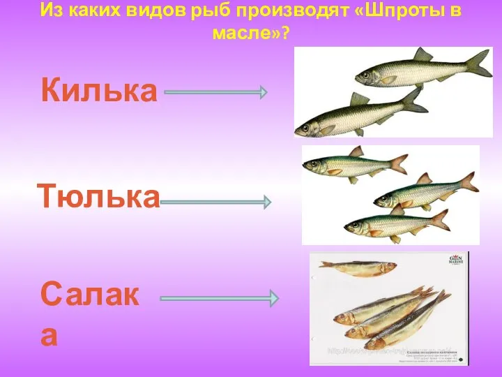 Из каких видов рыб производят «Шпроты в масле»? Килька Тюлька Салака