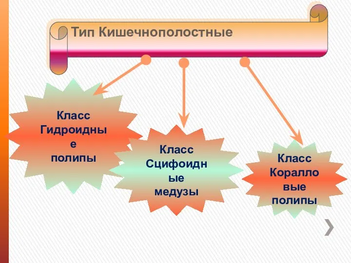 Тип Кишечнополостные