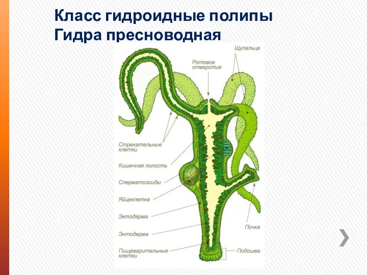 Класс гидроидные полипы Гидра пресноводная