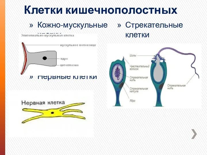 Клетки кишечнополостных Кожно-мускульные клетки стрекательные клетки Нервные клетки Стрекательные клетки