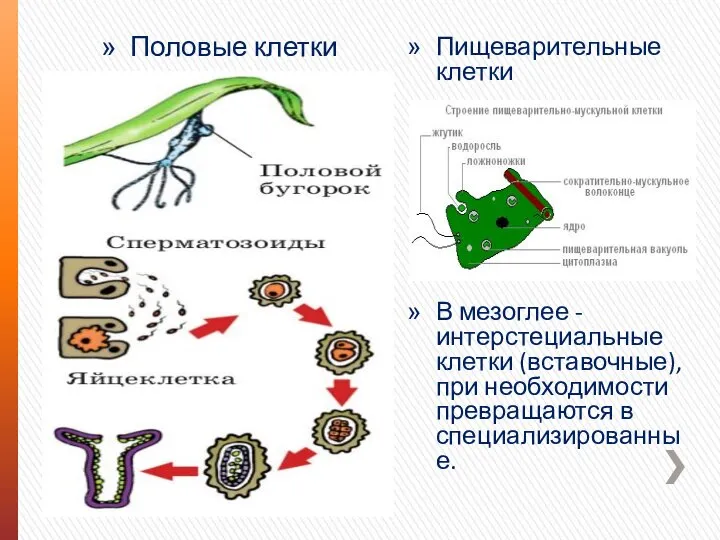 Половые клетки Пищеварительные клетки В мезоглее - интерстециальные клетки (вставочные), при необходимости превращаются в специализированные.