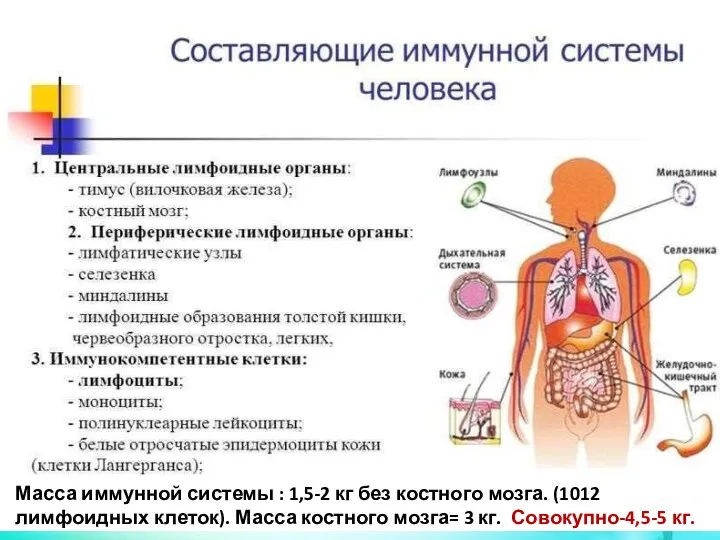 Масса иммунной системы : 1,5-2 кг без костного мозга. (1012 лимфоидных клеток).