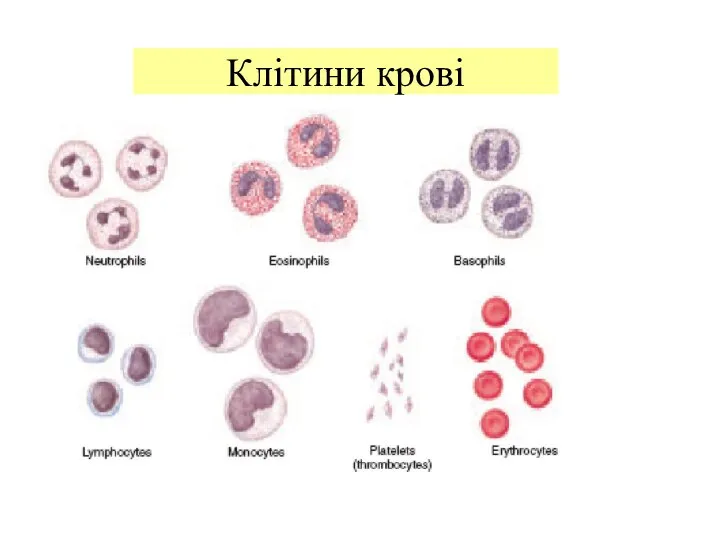 Клітини крові