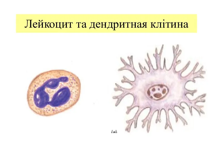 Лейкоцит та дендритная клітина