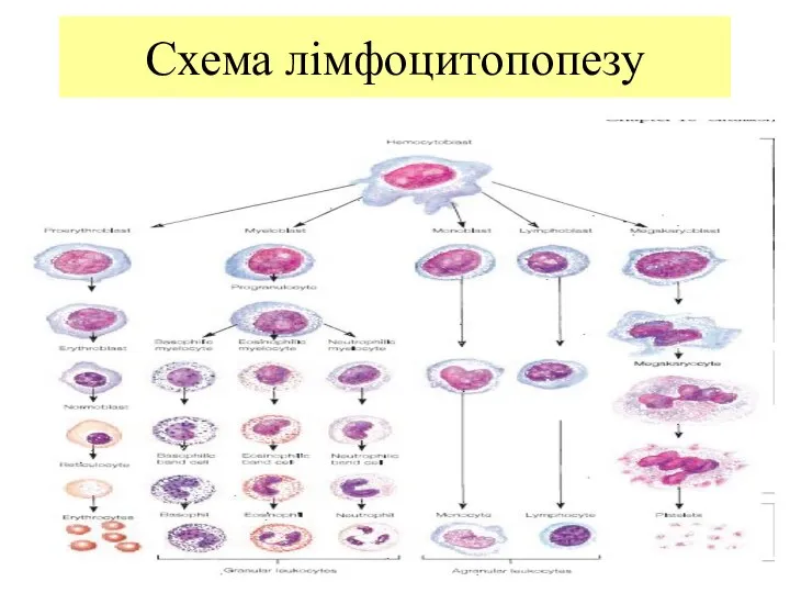 Схема лімфоцитопопезу