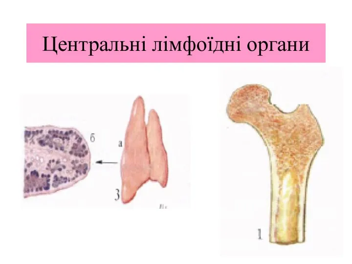 Центральні лімфоїдні органи