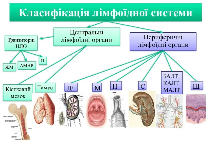 Класифікація лімфоїдної системи Центральні лімфоїдні органи Периферичні лімфоїдні органи Кістковий мозок Тимус