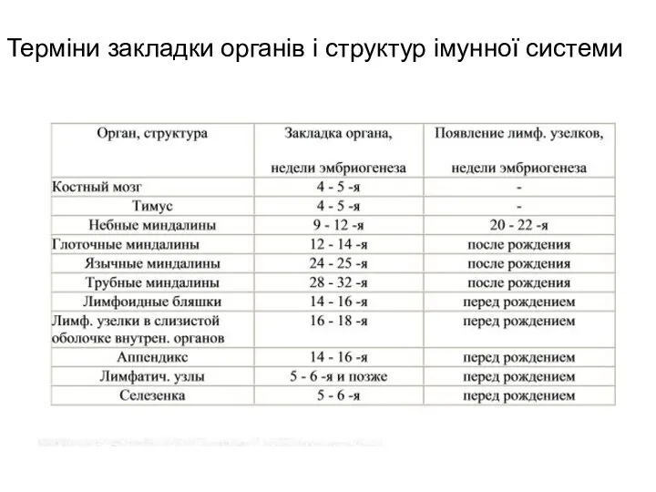 Терміни закладки органів і структур імунної системи